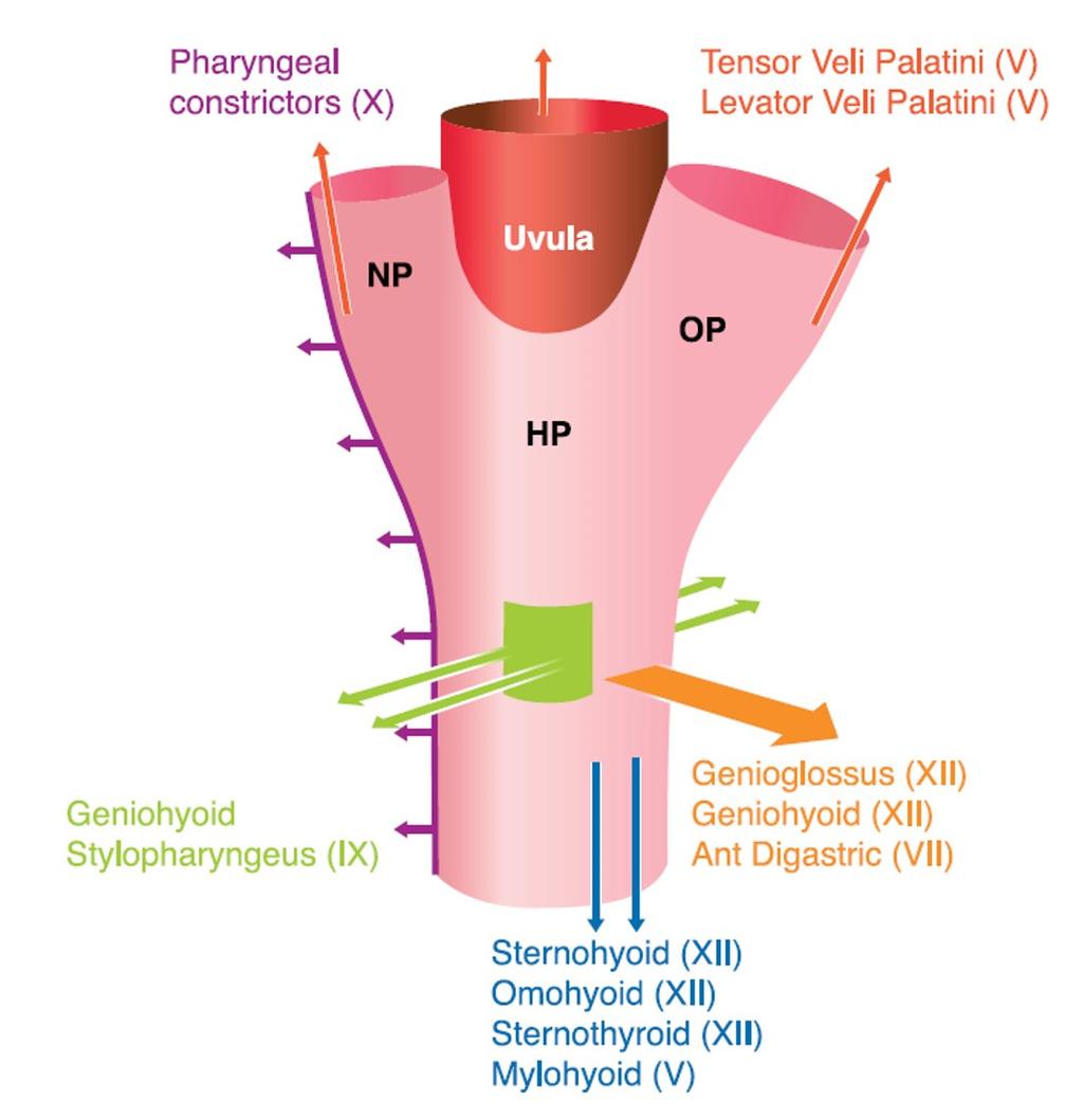 Jee HM Upper airway and obstructive sleep apena in children 방법, 대상또는코골이를어떻게정의하는가에따라이처럼다양한빈도를나타내는데수면다원검사등객관적인검사를동원하여폐쇄성수면무호흡을엄격하게진단한경우에는약 3% 정도의빈도를나타내었다는보고가있다.