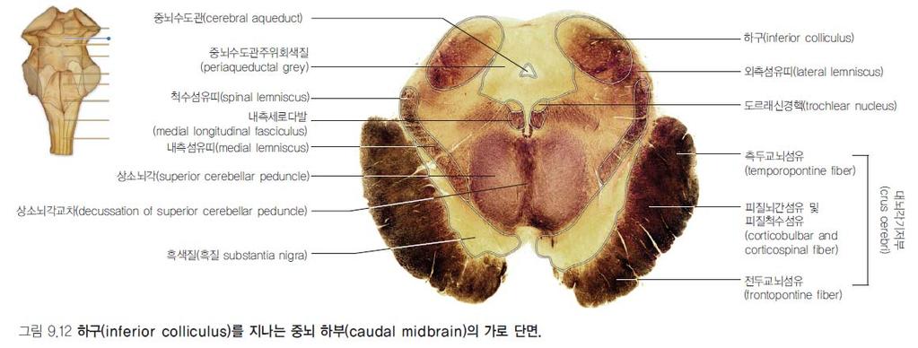 Caudal midbrain( 중뇌하부 ) 안구운동신경핵 (III, IV, VI) 연결시선조절에중요예 )