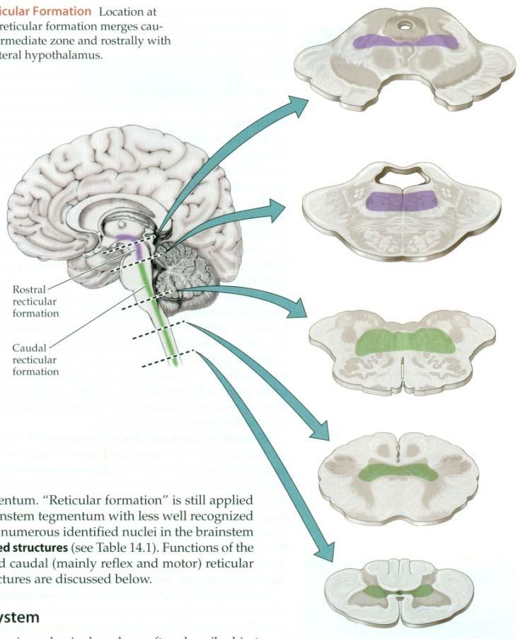 Reticular formation( 그물체, 망상체 ) Brain stem
