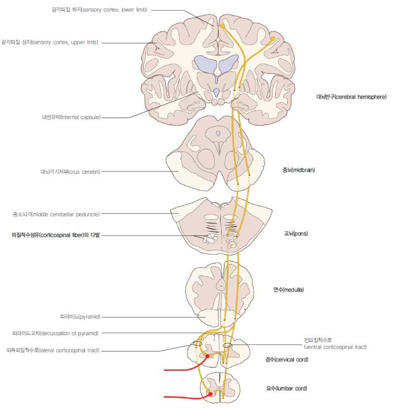 외형 ventral surface 좌우 crus cerebri( 대뇌섬유다리 ) or basis pedunculi( 다리밑동 ) 사이에 interpeducular fossa( 각간오목 ) Corticospinal fiber( 피질척수섬유 ) or