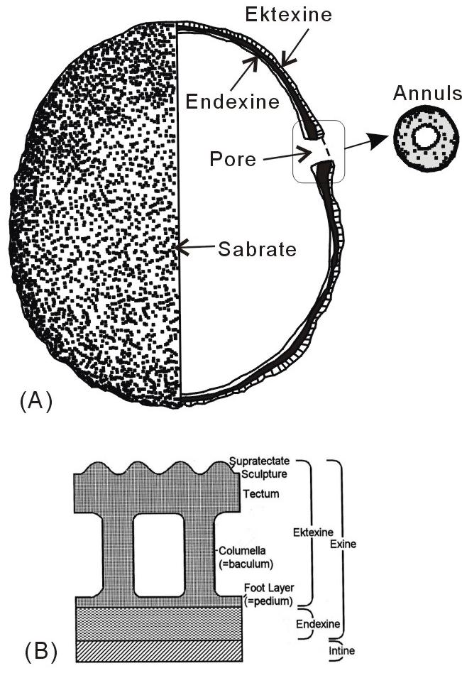 Fig. 2. Sketch of maize pollen, Zea mays spp. mays L.