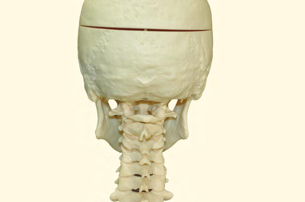 Landmark 의촉진 9 바깥뒤통수뼈융기 ( 외후두융기, external occipital protuberance) 아래목덜미선 ( 하항선, inferior nuchal line) 뒤통수뼈비늘부분 ( 후두린, squamous part of occipital bone) 위목덜미선 ( 상항선, superior nuchal line) 목뼈가로돌기 (