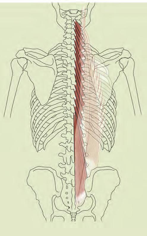 허리뼈가시돌기 ( 요추극돌기, spinous process of lumbar vertebrae) 가장긴근 ( 최장근, longissimus