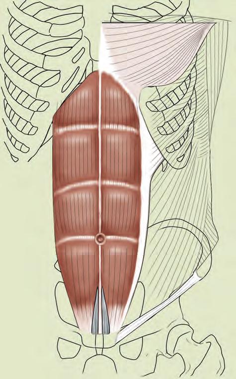 38 그림과사진으로보는근골격계촉진법 07 배곧은근 _ 복직근 Rectus abdominis muscle 이는곳 : 두덩결합과두덩뼈결절 ( 치골결절 ) 사이닿는곳 :