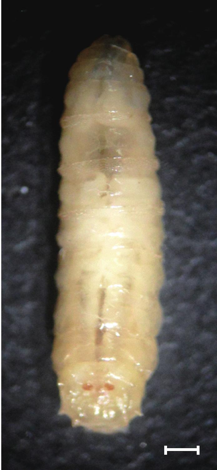 120 Korean J Parasitol Vol. 51, No. 1: 119-123, February 2013 dominal CT scans. Several hours after transfer to the ICU, 38 maggots were removed during suction of the oral cavity.