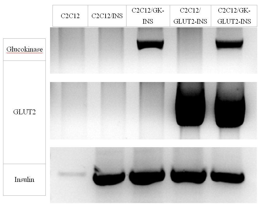 대한내분비학회지 : 제 21 권제 6 호 2006 Fig. 2. RT-PCR analysis of insulin, glucokinase, GLUT2 mrna in C2C12 derived cell lines at 8 th week after transfection.