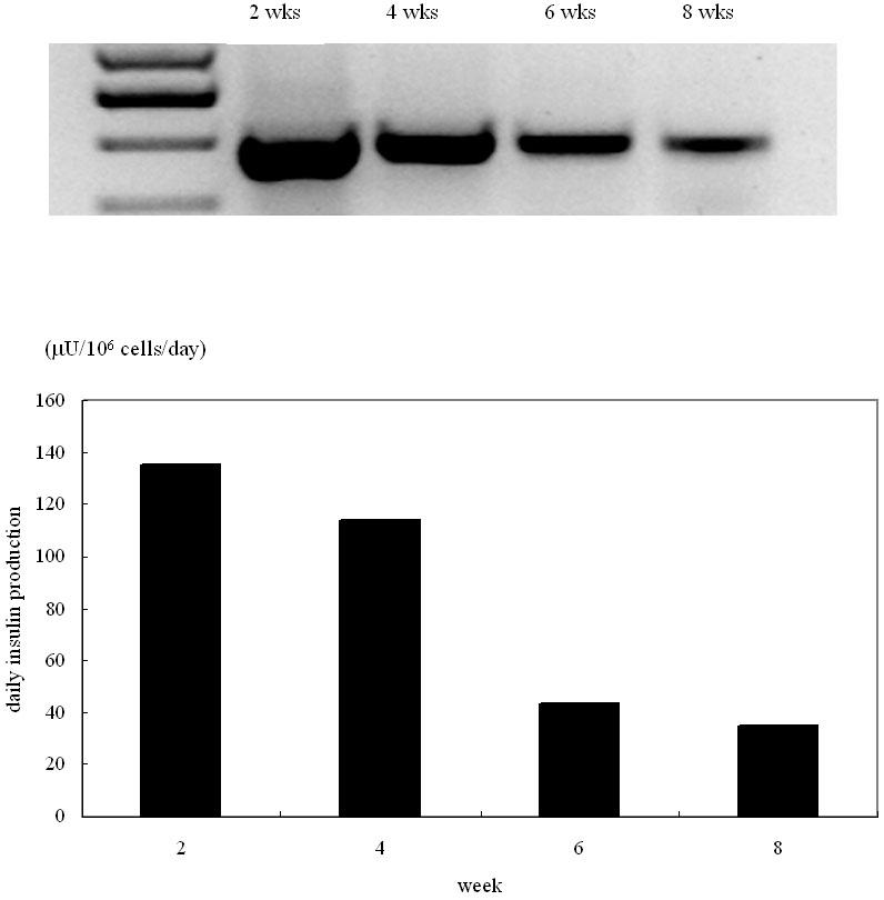 대한내분비학회지 : 제 21 권제 6 호 2006 2 wks 4 wks 6 wks 8 wks (μu/10 6 cells/day) 160 140 120 100 80 60 40 20 0 2 4 6 8 week Fig. 5.