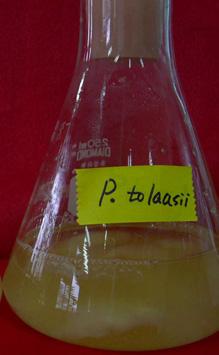 따라서톱밥종균의푸른곰팡이오염진단배지는 YPLP고체진단배지가적합한것으로판단되었다. < 시험 3> 액체종균오염진단가.