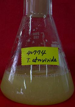 tolaasii 에서 tolaasin이라불리는독소물질을분비하여버섯균의원형질막을파괴한다고보고하였으며, 이등 (1996) 은 P.