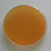 그림 15는배양 5일후오염된액체종균을 YPLP고체진단배지에