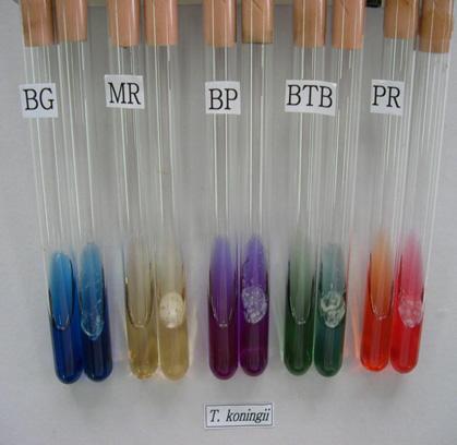BP(Bromocresol purple), BTB(Bromothymol blue), PR(Phenol red) 을첨가한배지에서무접종대비오염균접종시발색반응을보였다.