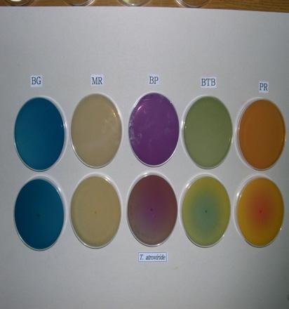 BTB와 PR 첨가배지에서춘추2호는발색반응이나타나지않는반면, 세균및푸른곰팡이에서 BTB 첨가배지는녹색 청색, PR 첨가배지는주황색 적색으로변하였다.