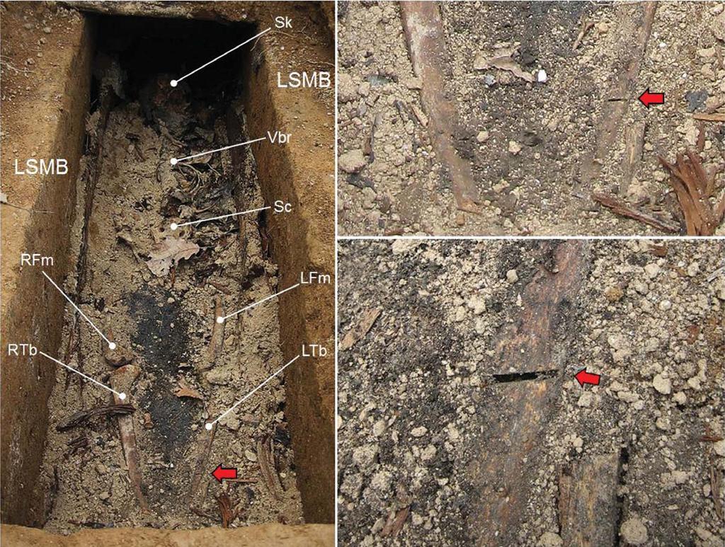 조선시대인골톱자국에대한법의인류학적분석 31 A B C Fig. 2. Skeletal remains in Joseon tomb #2 before collection. (A) Note the natural anatomical arrangement of bones.