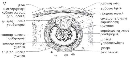 정현주외 1 인. 임상의를위한여성골반저의해부학 - 여성방광및요도와골반지지를중심으로 - A Fig. 1. Schematic diagrams of the urethral structures A: Cross section, B: Sagittal section B Fig. 2.