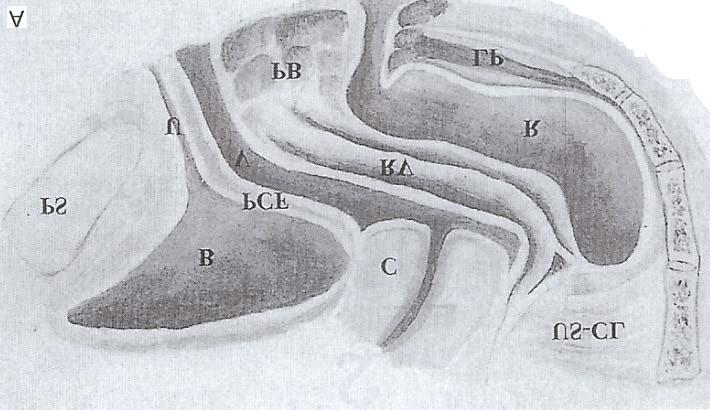 정현주외 1 인. 임상의를위한여성골반저의해부학 - 여성방광및요도와골반지지를중심으로 - A B Fig. 6. A: Lateral view of pelvic structures.