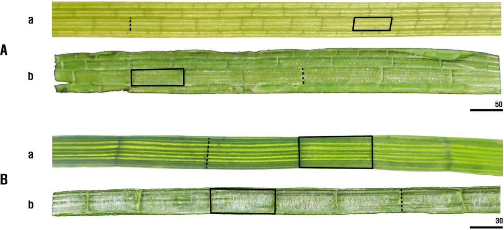 Anatomical studies of the genus Juncus in Korea 401 Fig. 6. Structures of leaf. A. J. prismatocarpus subsp. leschenaultii. B. J. papillosus. a, appearance of surface; b, longitudinal section of leaf.