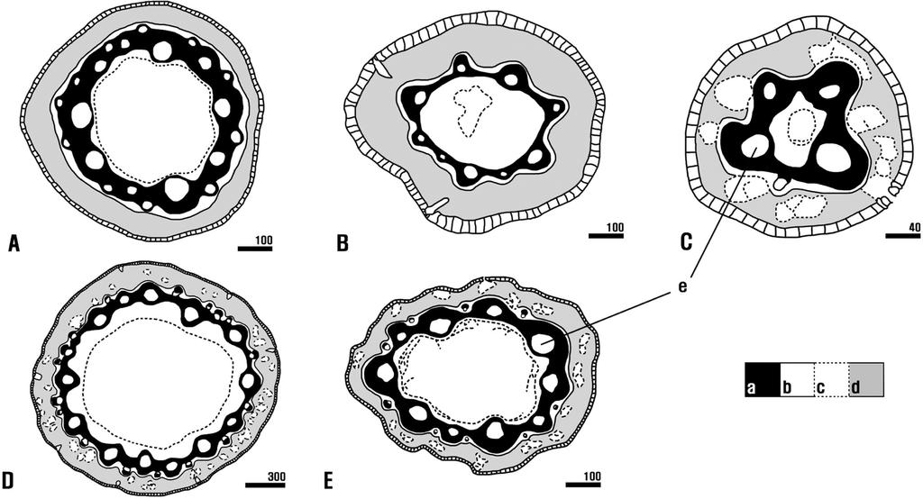 Anatomical studies of the genus Juncus in Korea 395 단하였다. 길골풀 (J. tenuis Willd.) 의경우줄기의마디에서나오는경생엽이없고기부엽만을가지나, 기부엽은다른분류군의경생엽과마찬가지로엽초와엽신을모두가지고있는형태로관찰되므로기부엽의엽신부분을횡단하였다.