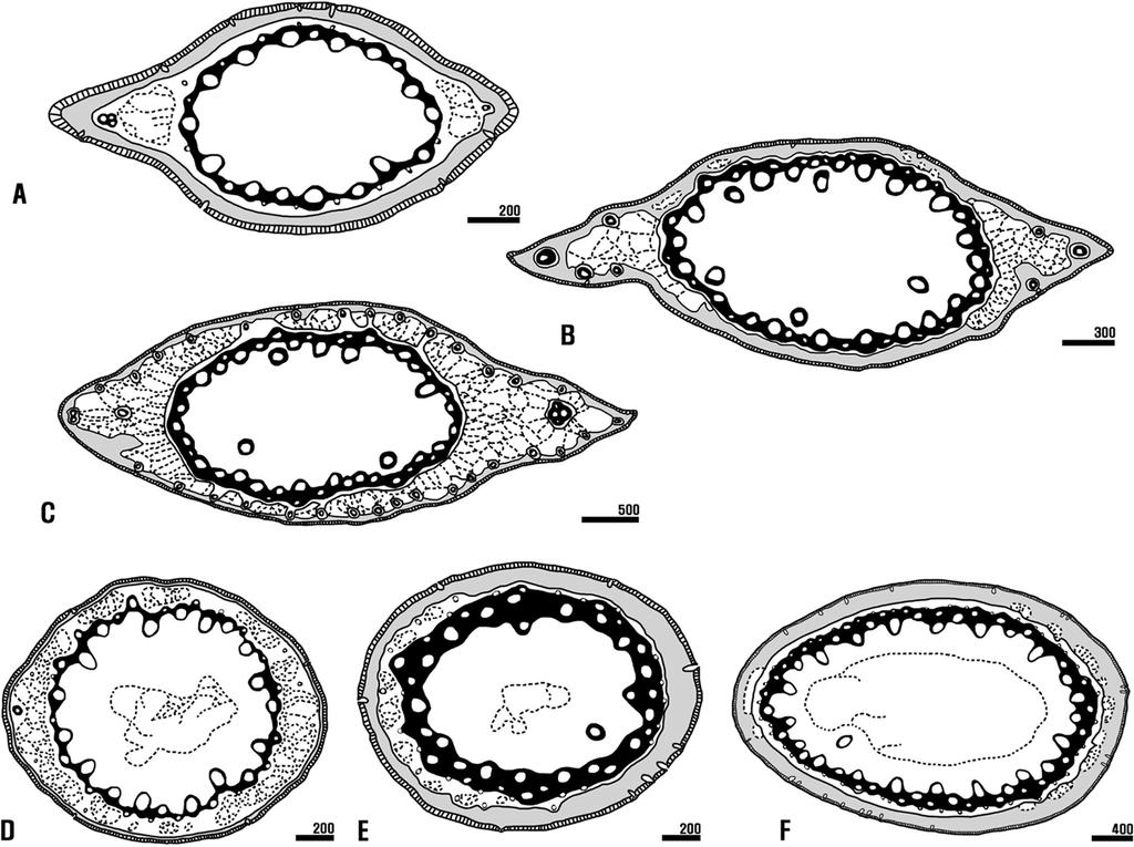 396 Chang-Seok Jang and Byoung-Un Oh Fig. 2. Cross section shapes and structures of stem in Korean Juncus. A C. sect. Ozophyllum. D F. sect. Iridifolii. A. J. prismatocarpus subsp. leschenaultii. B. J. alatus.