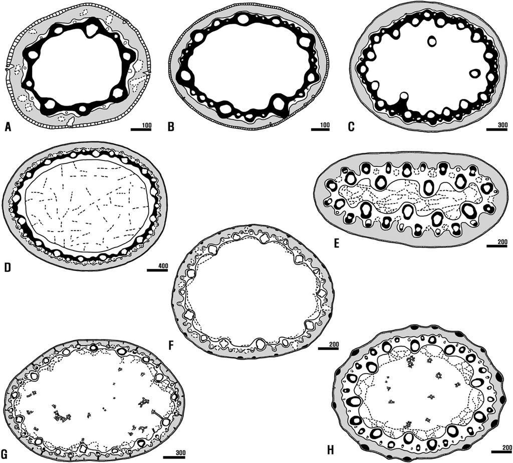 398 Chang-Seok Jang and Byoung-Un Oh Fig. 3. Cross section shapes and structures of stem in Korean Juncus. A. sect. Tenageia. B, C. sect. Steirochloa. D H. sect. Juncotypus. A. J. bufonius. B. J. tenuis.