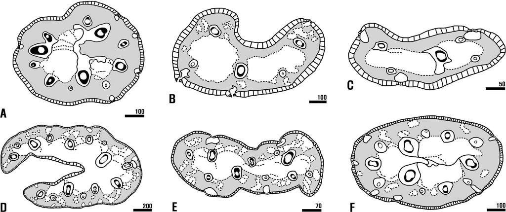 Anatomical studies of the genus Juncus in Korea 399 Fig. 4. Cross section shapes and structures of leaf in Korean Juncus. A E. sect. Stygiopsis. A. J. triglumis. B. J. maximowiczii. C. J. potaninii.