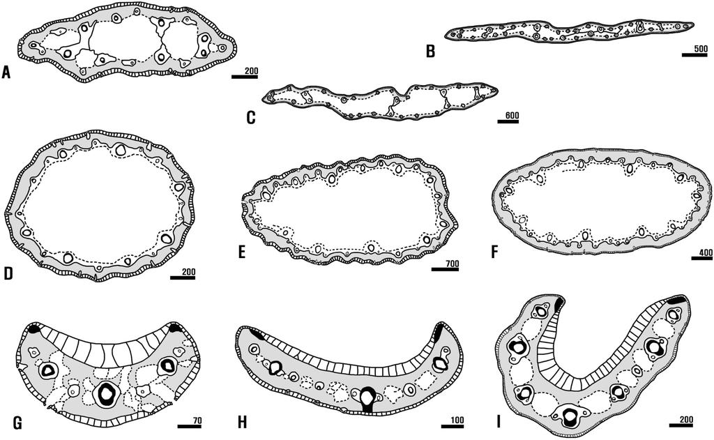 400 Chang-Seok Jang and Byoung-Un Oh Fig. 5. Cross section shapes and structures of leaf in Korean Juncus. A C. sect. Ozophyllum; D F. sect. Iridifolii. G. sect. Tenageia. H, I. sect. Steirochloa, A.