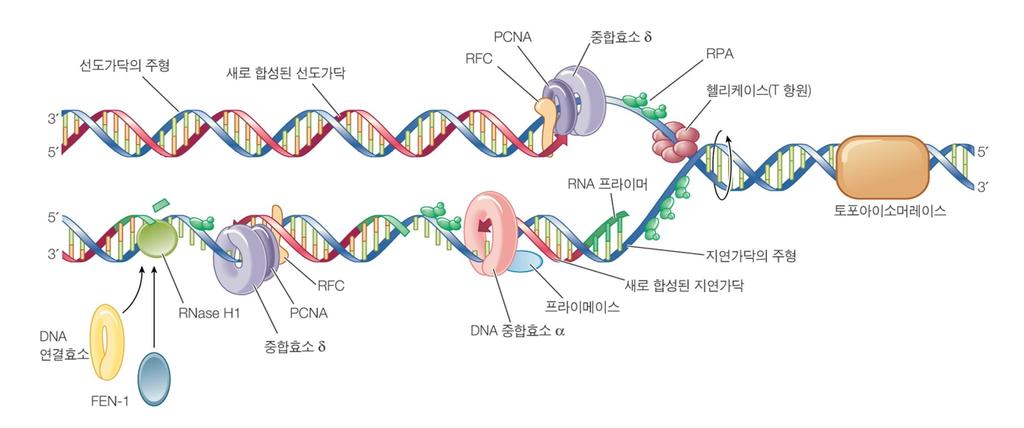 Eukaryotic DNA polymerase DNA 중합효소 δ 를 DNA 가닥에연결 PCNA 를 DNA 중합주효효소 δ 에부착 DNA 중합주효효소는 δ 선도사슬복제 단일결합단백질 sdna 가분해되는것을방어
