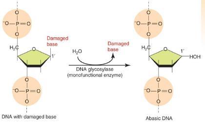 endonuclease : AP site에서 phophodiester bond를끊는다-틈새형성 Deoxyrobose