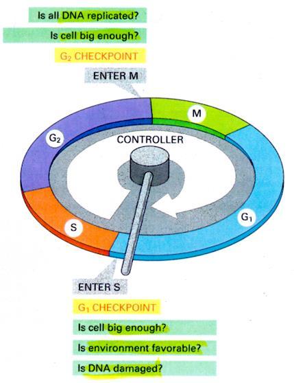 Check point 세포주기를조절, 세포주기는특정순서대로유지되어야함 (G1 S G2 M G1..) DNA 합성이느려지거나중단되면 Mitosis는지연 세포가둘로분열하기전에두배의크기로자라야함 이러한것이충족되지않으면일종의세포주기를정지시킬수있는 checkpoint 가존재 G1 check point : S기진입전 ( 세포가충분히큰가? 환경이적합한가?
