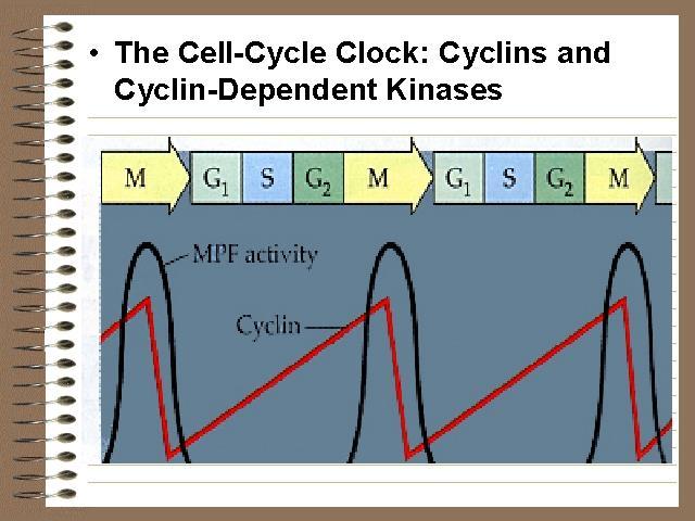 cyclin, cyclin dependent kinase Cyclin 은다양한종류가있으며다양한 cyclin dependent kinase 는서로다른세포주기단계 를진행하도록함 (S 기 cyclin 은 G2 기에서 kinase 와결합하여 cyclin-cdk 를형성하여 S