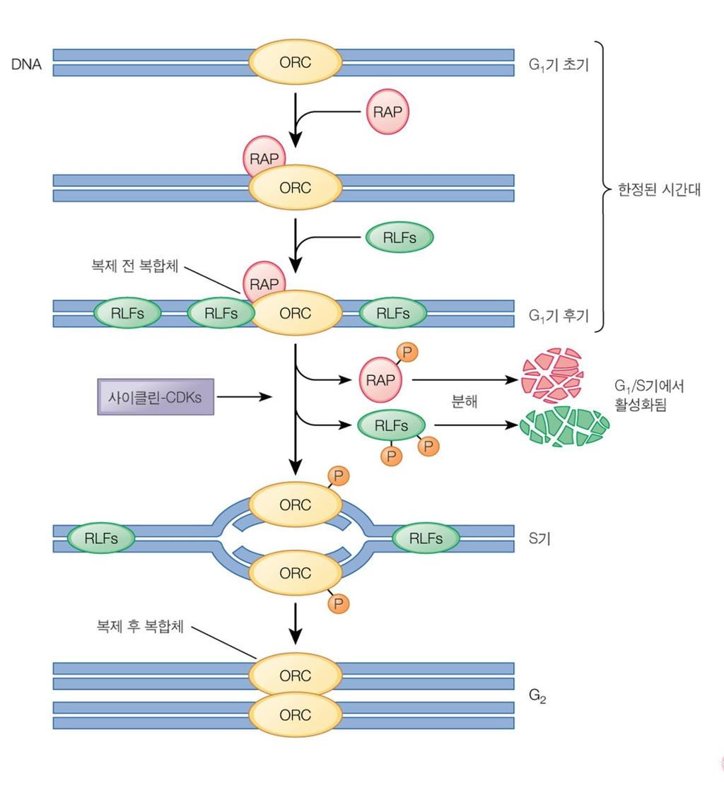 진핵생물중효모세포의 DNA 복제모델 G1의전기와후기사이에한정된시간내에발현되는단백질 (ORC, RAP, RFLs) 복제개시점인식복합체