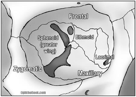 1. frontal region( 이마부위 ) 1) foramen eminence( 이마뼈융기 ) -이마의좌, 우에강하게튀어나온부위 2) frontal suture(=metopic suture, 이마봉합 ) -태생기양쪽에서발생하는이마뼈가융합되지않은경우로 20~40% 에서관찰 3) superciliary arch( 눈썹활, 미궁 )-eyebrow(