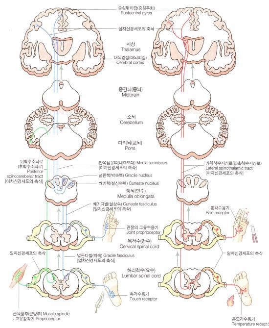 Dissociated sensory disturbance( 해리지각장애 ) 의이해 척수의오름신경로 posterior white column-medial lemniscal pathway( 뒤섬유단 - 안쪽섬유띠신경로 ) : 분별촉각, 압각, 진동감각및위치감각 ( 고유수용성감각 ) 전달. 다리와몸통 (T6 이하 ) 는널판다발형성.