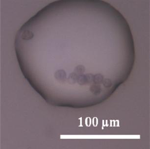 5 HepG2 cell laden microsphere after gelation of collagen 4.