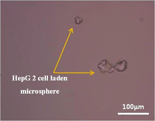 Cell laden microsphere diameter: 100µm, thickness: 80µm, (a)