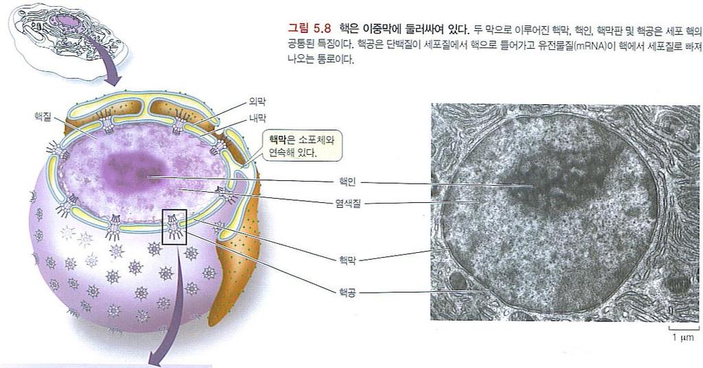 세포소기관 (organelle) : 핵 (nucleus) 핵은이중막으로둘러싸여있다 karyoplasm outer
