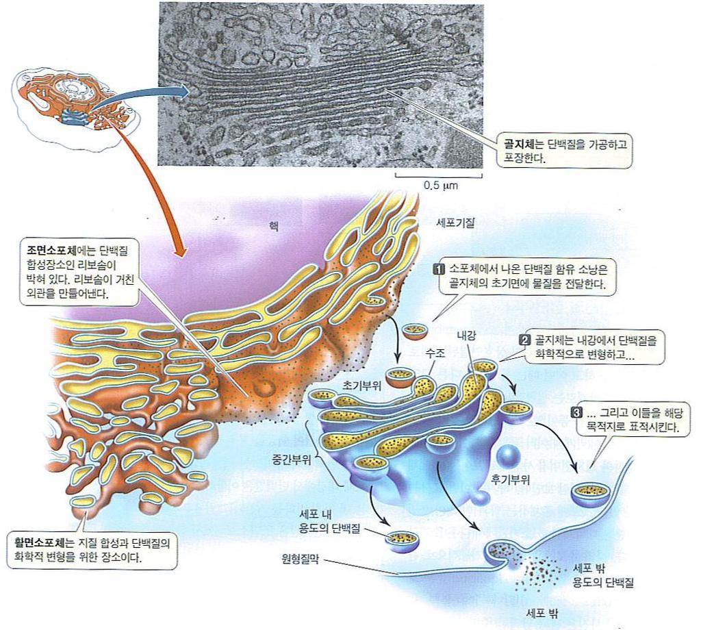 세포소기관 (organelle) :