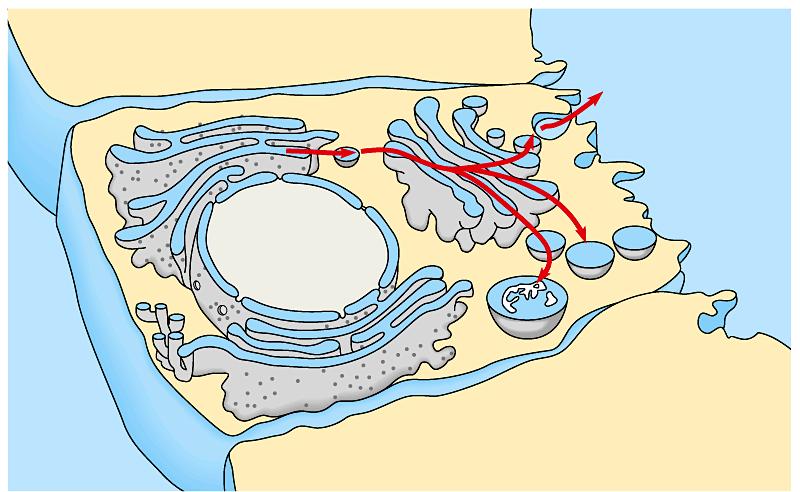 A review of the endomembrane system The various organelles of the endomembrane system are interconnected structurally and functionally Rough ER