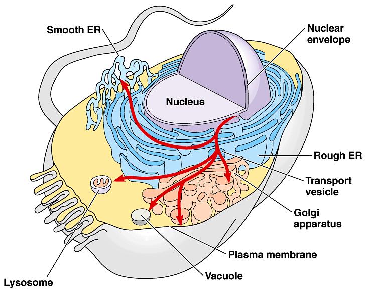 The endomembrane system plays a key role in the synthesis (and hydrolysis) of macromolecules in the cell.