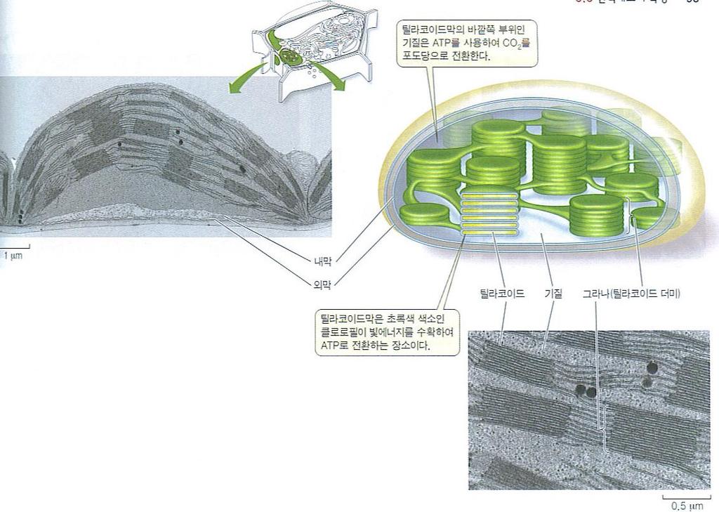 Chloroplast Inner and outer membranes Stroma Granum