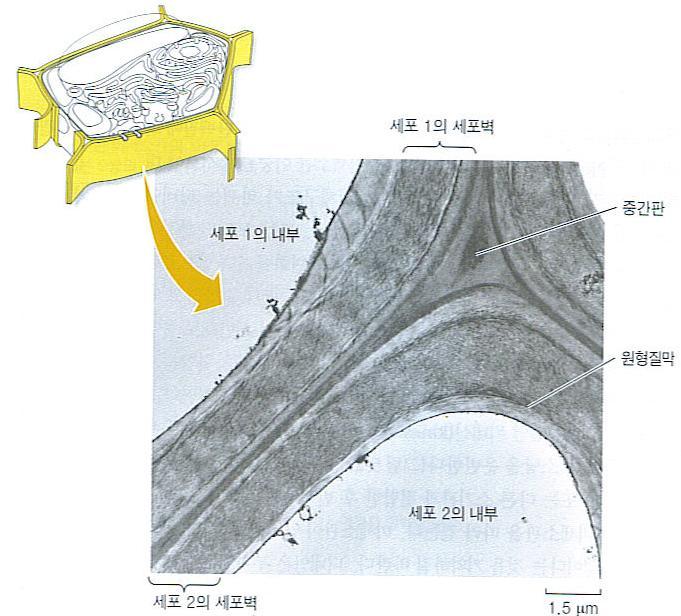 짂핵세포의표면 (surface) 과세포간의결합 (junction) : Cell surfaces protect,