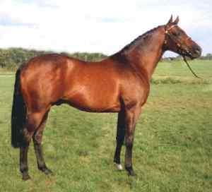 일종인 타팬(Tarpan, Equus ferus)'과 프셰발스키 (Przewalski) 가 현재 말의 조상으로 간주 - 타팬은 프랑스 남부에서부터