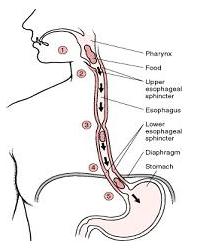 10 식도 식도는소화효소는없으며윤활작용하는점액분비 <musculature of esophagus> Upper 1/3 : skeletal muscle ( 골격근 ; 수의근 ) Middle 1/3 :