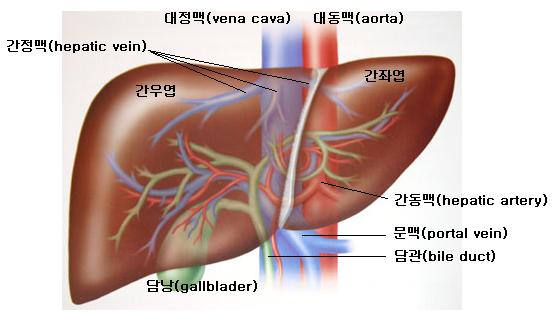 간문맥순환 75