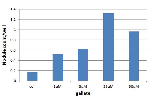 Fig.10 Bone nodule formation test result : gallate 3. 방사선분석결과 : micro-ct Table 3. Micro CT result : 4 week MAH(mm) DDD(mm) CTvolume(mm 3 ) OSTEON 5.02± 0.87 1.05± 0.60 24.81± 4.06 Oligopeptide 4.