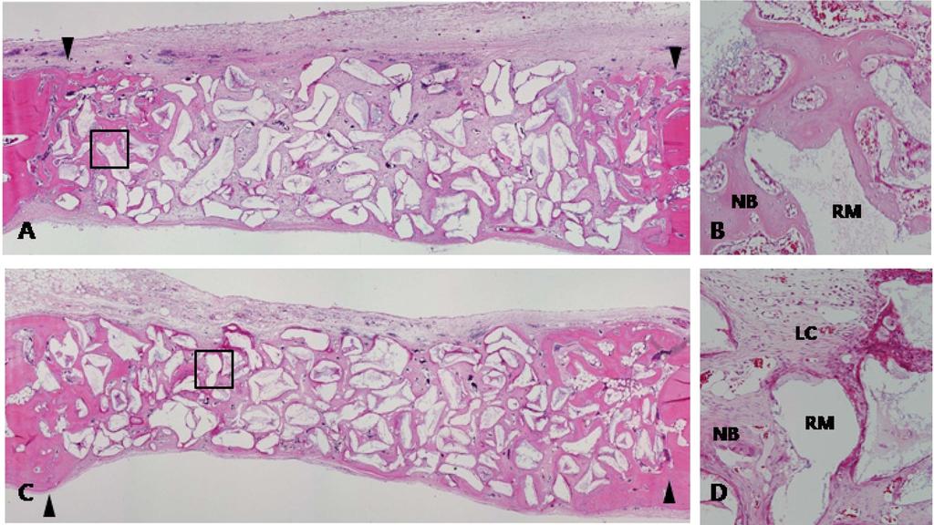 Transversal histologic section of bone graft material group at 2 weeks (A, B) and 4 weeks (C, D).