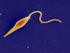 (5) 원생동물 (Protozoa) 원생동물의특성