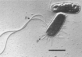 (5) 대장균 (Escherichia) 속 호기성또는통성혐기성이며무포자간균 젖당을분해하여산과가스를생산하는장내세균과에속하는세균