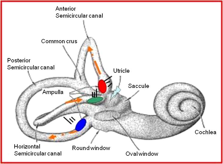 이렇게기능적쌍을이루는반고리뼈관은머리의회전시항상서로반대되는반응을나타내게되는데, 이러한현상을밀고당기기 (push-pull) 반응이라고한다 (Figure 4). 반고리뼈관을자극하면그반고리뼈관이위치한평면상에서의안구운동을일으키는외안근이흥분된다.