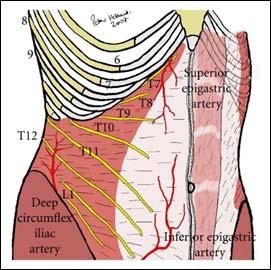 제6회 가톨릭대학교 의과대학 마취통증의학교실 심포지엄 하지만 T6-T10은 rib과 costal cage에 의해 앞쪽을 제외한 부분은 덮여 있기 때문에 lateral TAP block은 할 수도 없고, lateral br.도 잡을 수 없다.