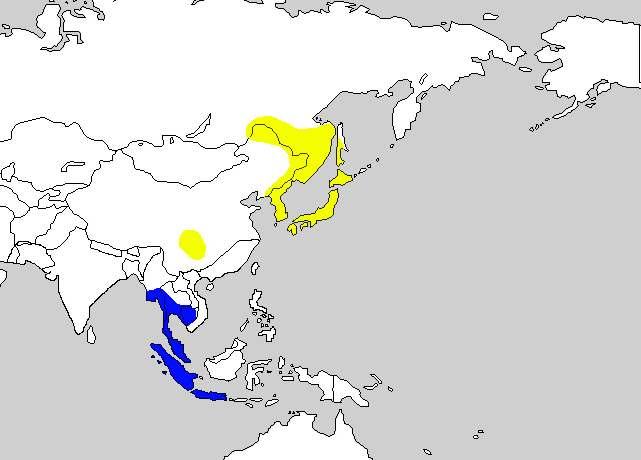 (1990) 은대륙집단과섬집단간에 형태및소리의차이가뚜렷하여되솔새와별개의독립된종으로분류하였으며, 이후 Dickinson (2003), del Hoyo et al. (2006) 등이이같은견해를따르고있다. 성별 : 외형적인특징으로성구별이불가능하다. 연령 : 성조되솔새와매우비슷하여외형적인특징으로구별이거의불가능하지만, 히-쓰- 키 하 며전혀다르게지저귄다.